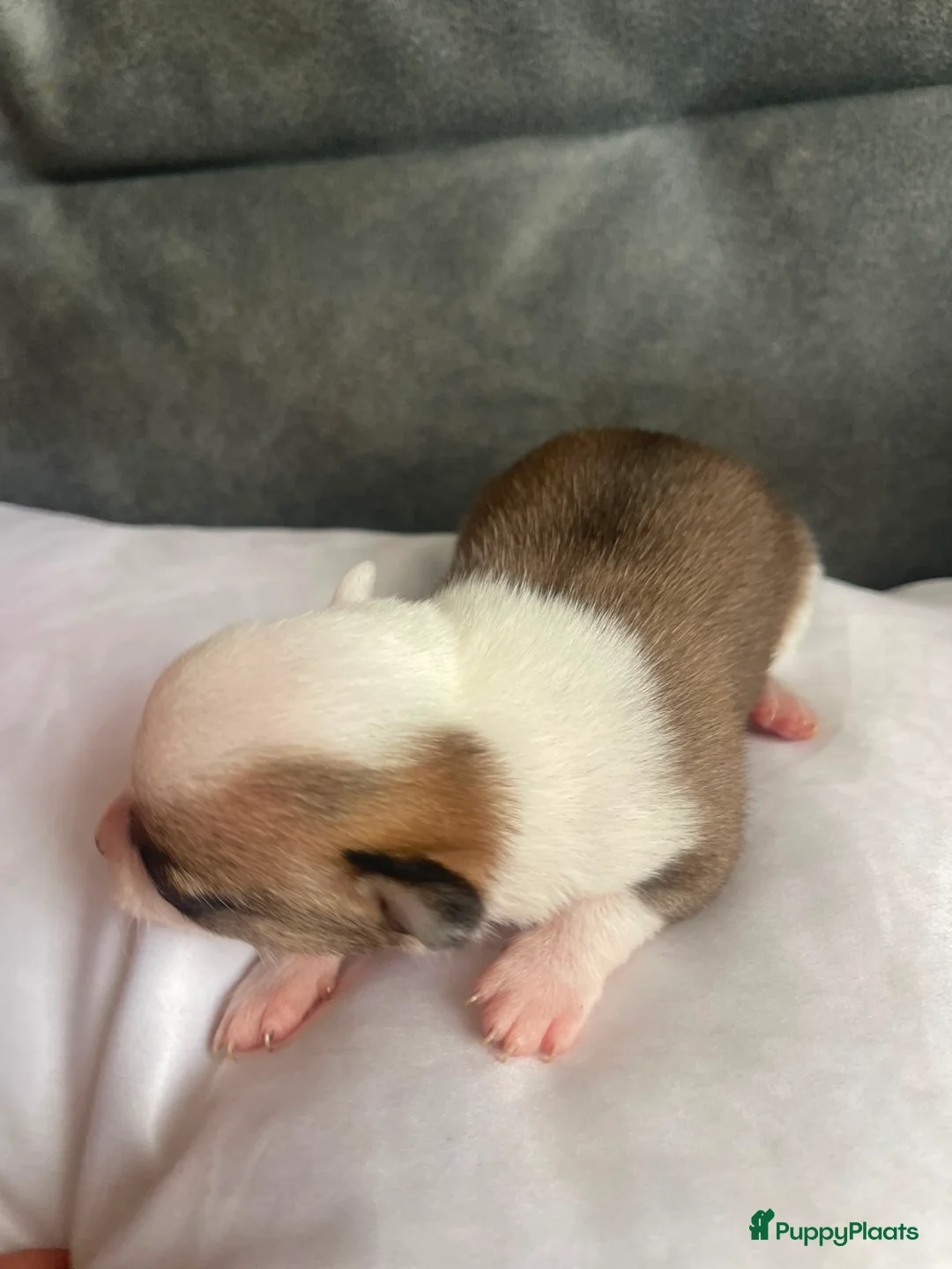 Chihuahua honden te koop: Chihuahua pups raszuiver te koop in Dongen - Advertentie 11