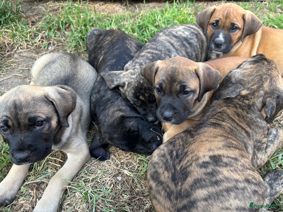 Kruising honden te koop: Mooie Presa/Fila 🥰 mastiff pups zoeken personeel  - Afbeelding 21