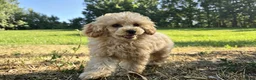Poedel Toy honden te koop: **Bijzonder Toypoedel Reutje • 15 Weken • FCI** - Advertentie 2
