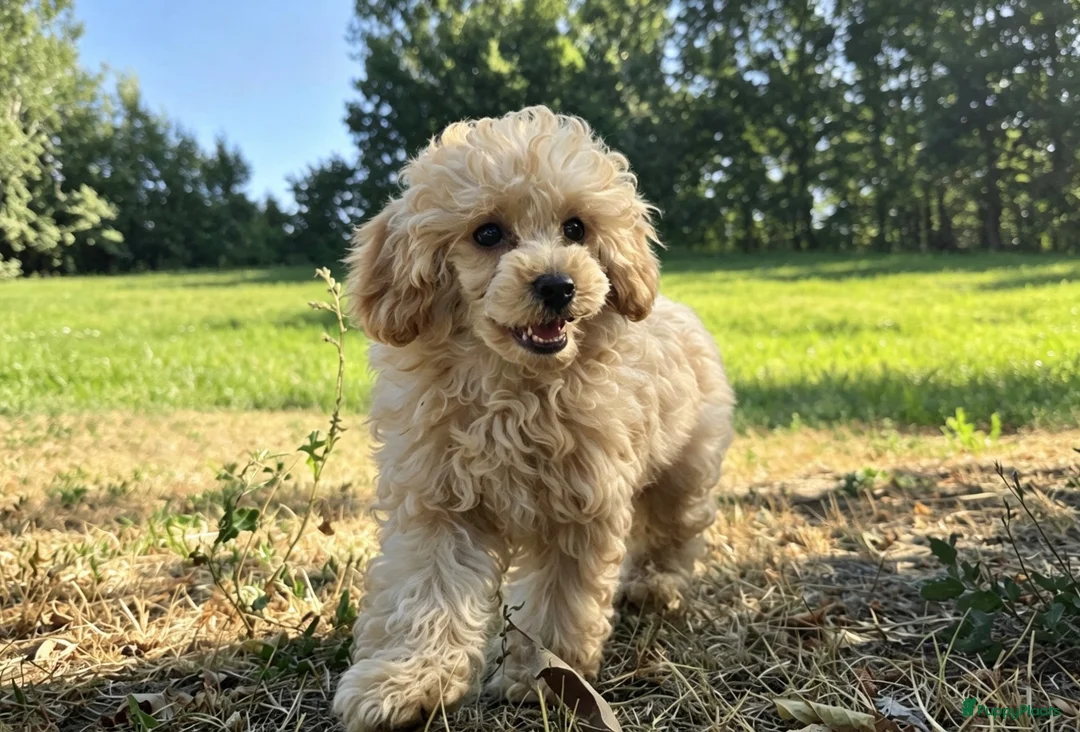 Poedel Toy honden te koop: **Bijzonder Toypoedel Reutje • 15 Weken • FCI** - Advertentie 2