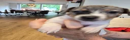 Jack Russel Terriër honden te koop: Nog 3 prachtige reutjes te koop - Advertentie 4