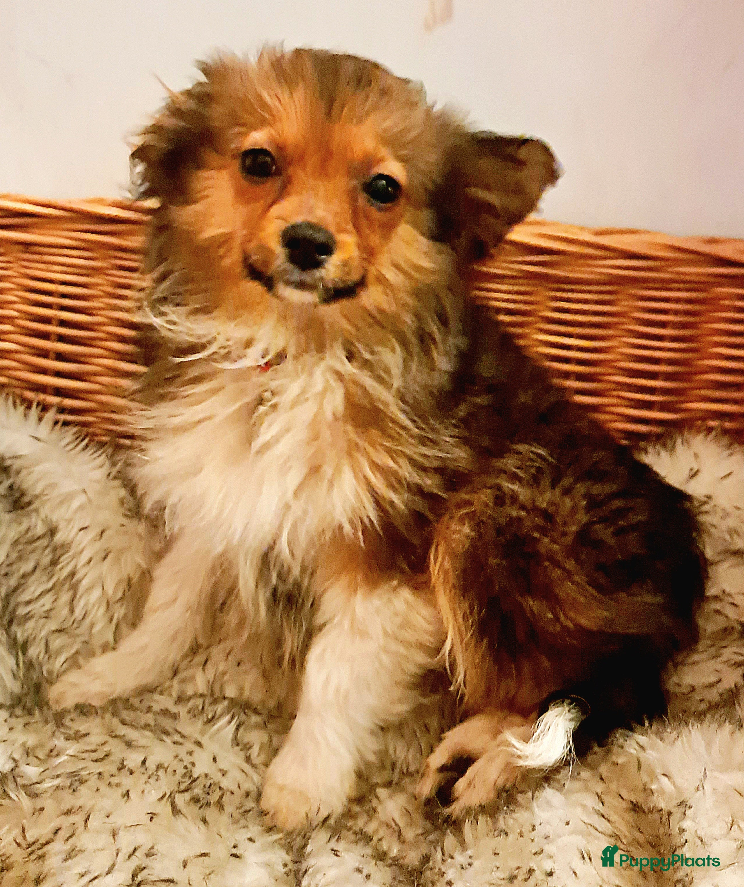 Kruising honden Driekleur reutje toy Papilla - Advertentie 2