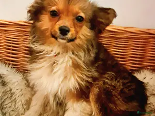 Kruising honden Driekleur reutje toy Papilla - Advertentie 2