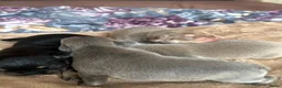 Franse Bulldog honden te koop: Mooi franse bulldog pups - Advertentie 2