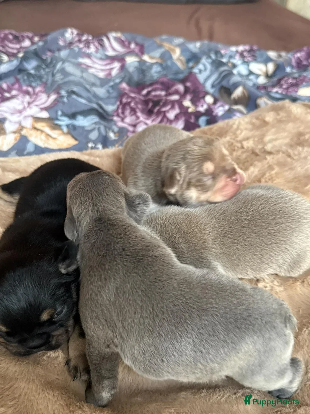 Franse Bulldog honden te koop: Mooi franse bulldog pups - Advertentie 2