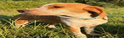 Duitse Staande Hond Draadhaar honden ter adoptie: Herbert - Advertentie 4