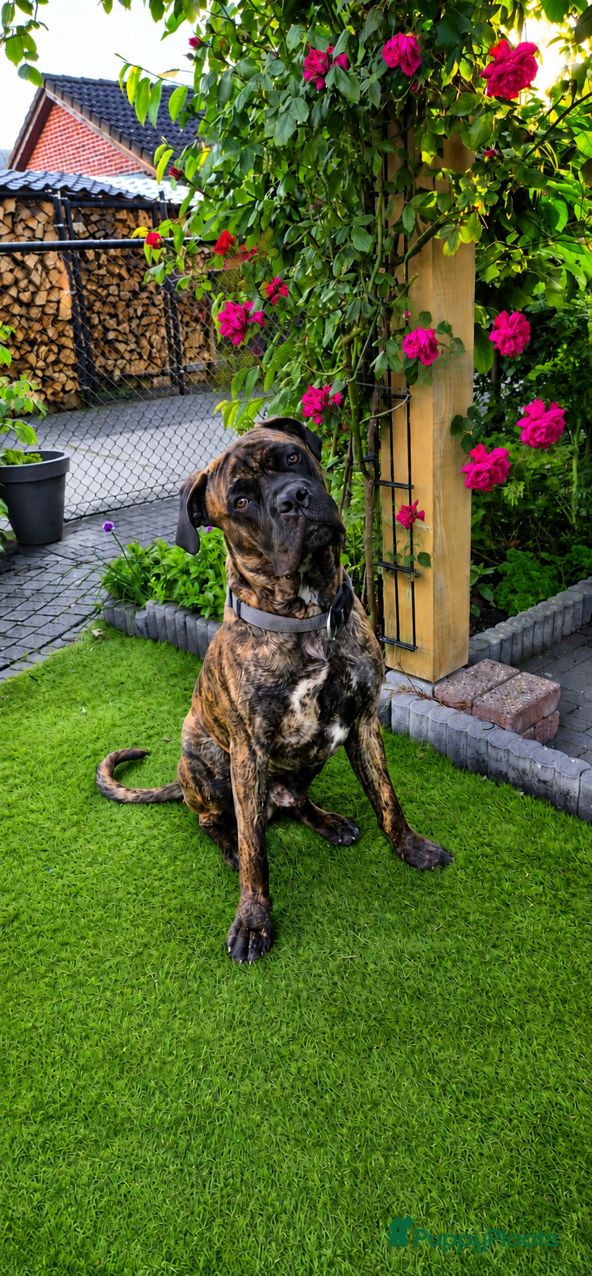 Kruising honden Dekreu (Cane Corso X Bullmastiff) beschikbaar - Advertentie 5