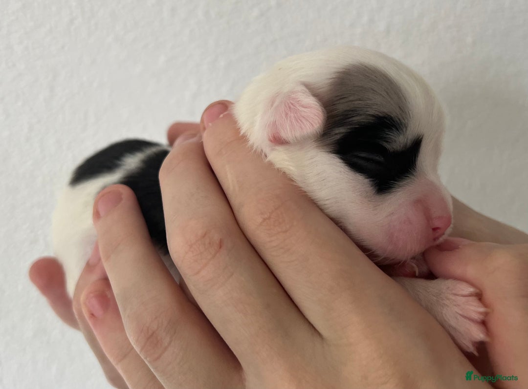 Chihuahua honden te koop: Mooie en lieve langhaar chihuahua. - Advertentie 22