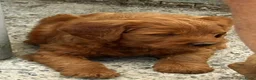 Goldendoodle honden ter dekking: Exclusieve Dekreu Beschikbaar – Milo - Advertentie 7