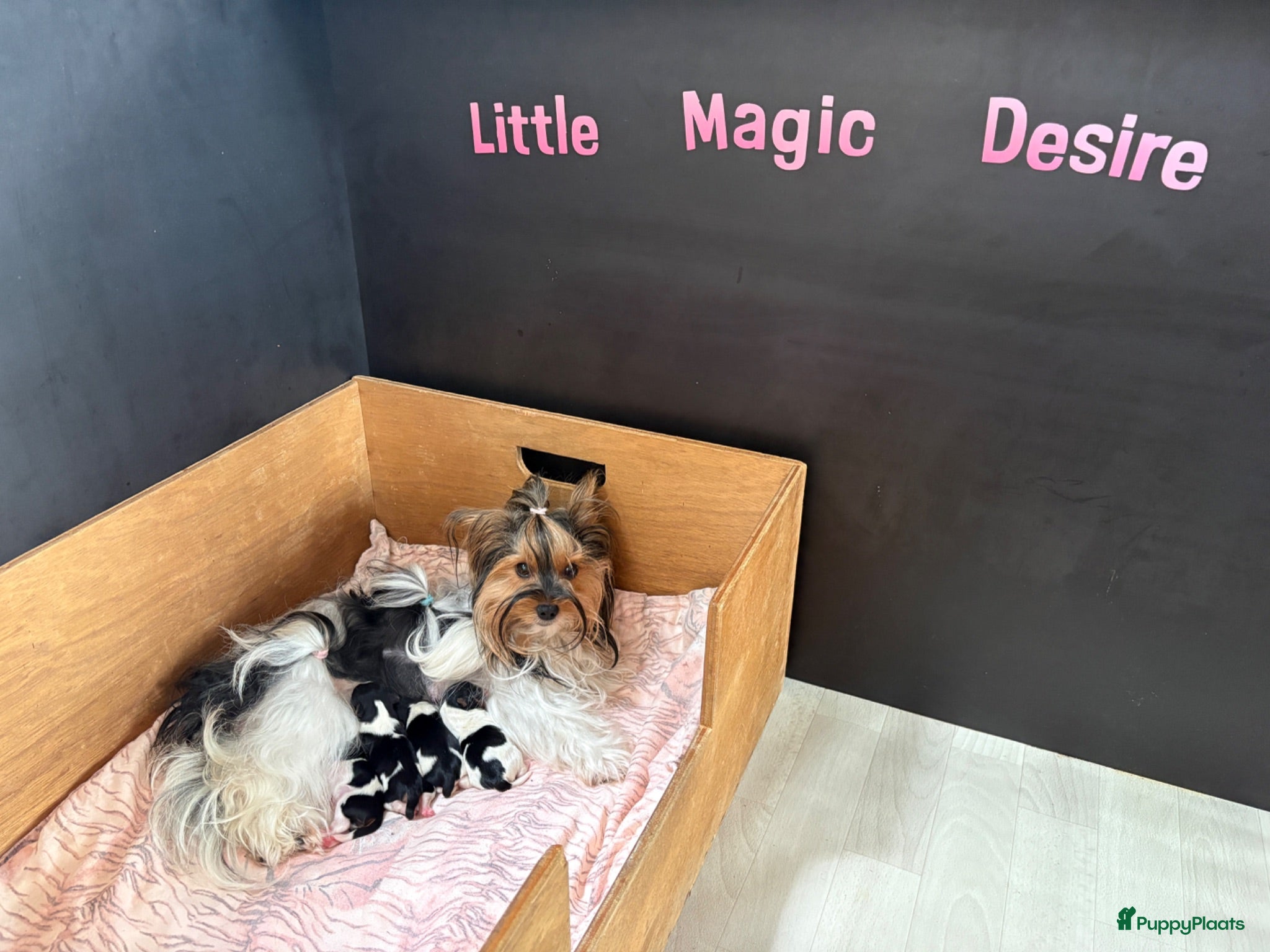 Biewer Terrier honden Biewer Terriër pups - Advertentie 1