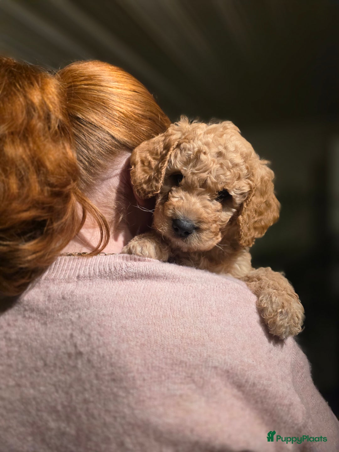 Kruising honden te koop: Goldendoodle multigen reutjes mogen verhuizen - Advertentie 2