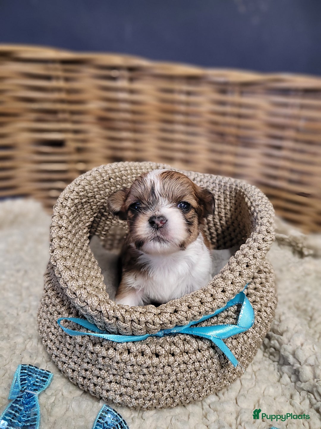 Malshi honden te koop: shih tsu boomer puppies - Advertentie 12