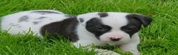 Kruising honden te koop: Laaste pup is nog op zoek naar een liefdevol thuis - Advertentie 16