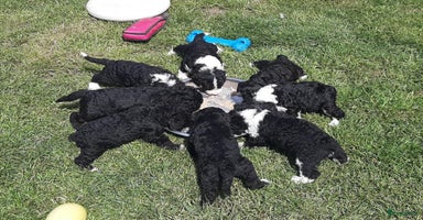 Spaanse Waterhond honden - Advertentie 4
