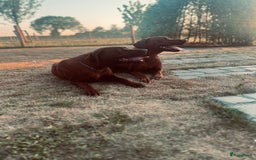 Rhodesian Ridgeback honden te koop: Rhodesian Ridgeback pups in Kootwijkerbroek - Afbeelding 11