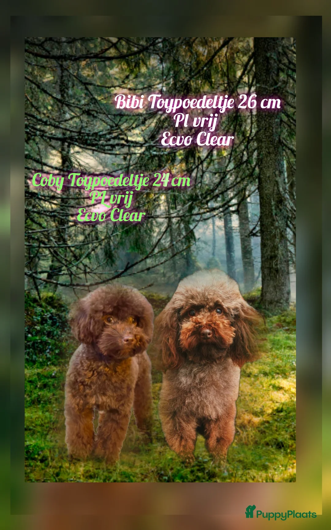 Poedel Toy honden te koop: 2 Teefjes geboren op 24-5-2026  - Advertentie 7