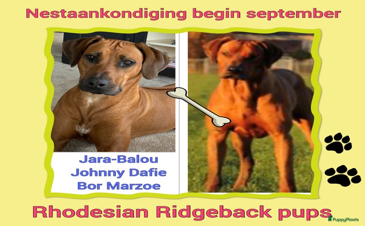 Rhodesian Ridgeback honden - Advertentie 1