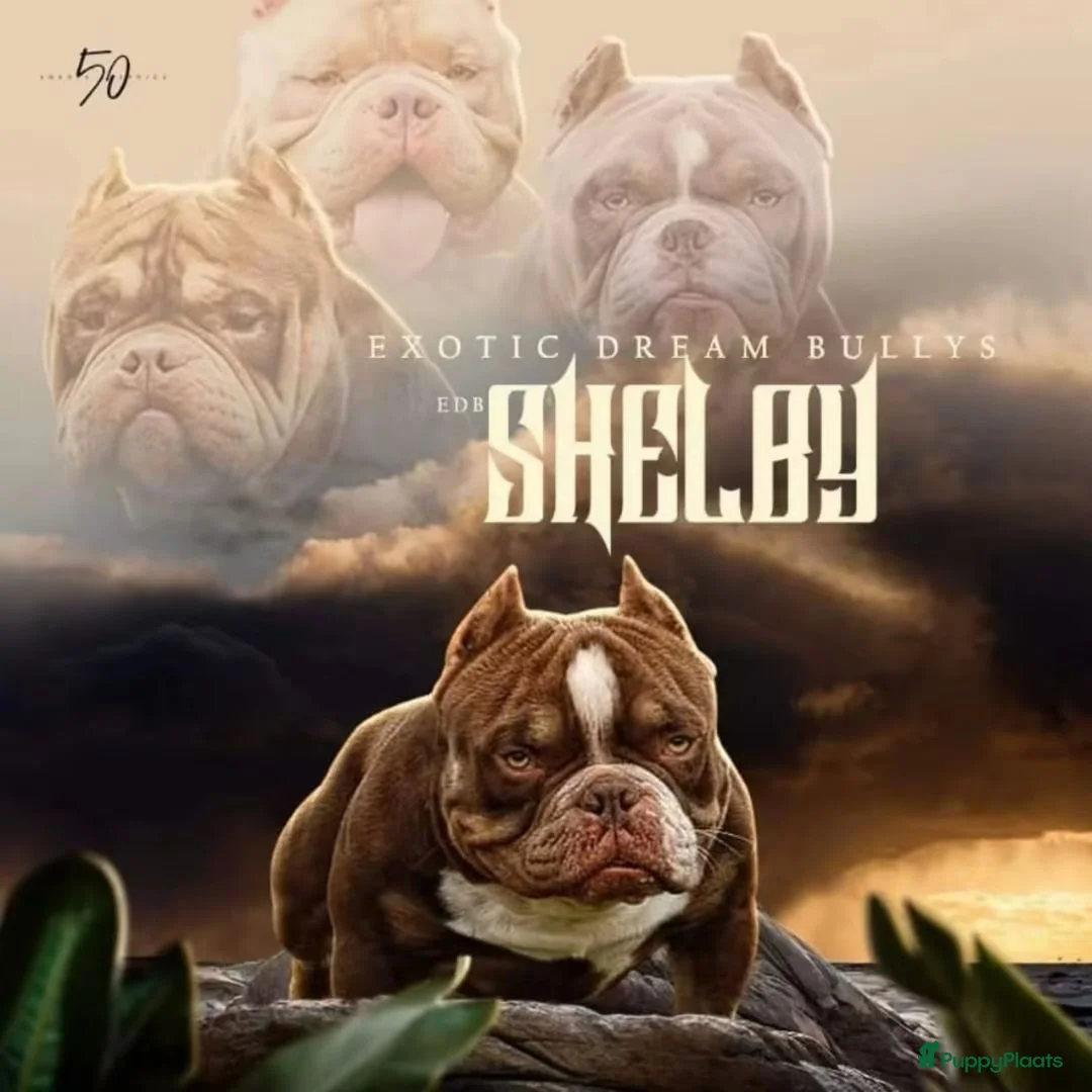 Amerikaanse Bully honden te koop: Micro bully’s  - Advertentie 2