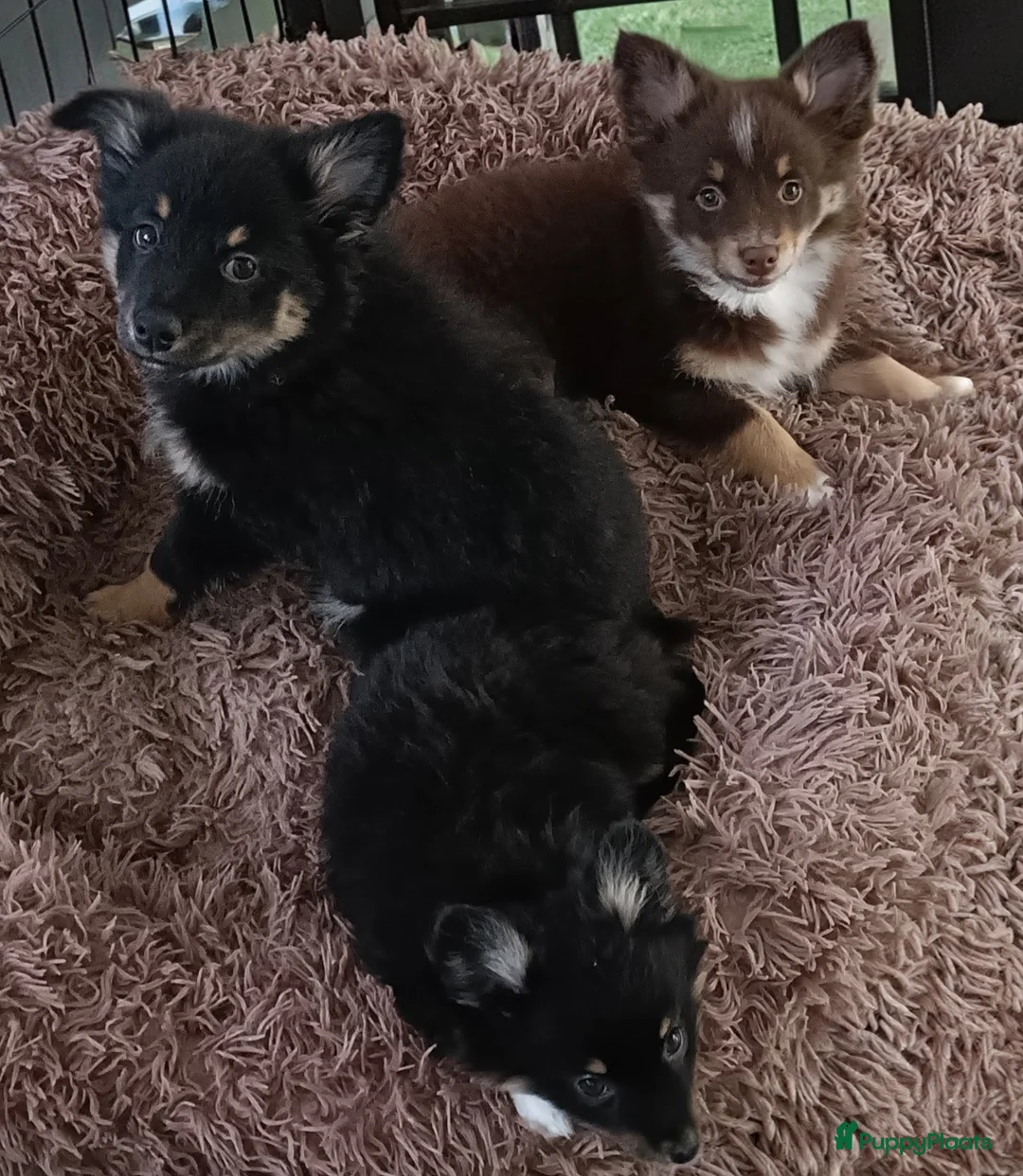 Kruising honden te koop: 3 aanhankelijke mix hondjes reutjes  - Advertentie 1