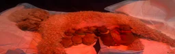 Poedel Toy honden te koop: Raszuivere Toypoedel-pups  - Advertentie 7