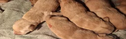 Goldador honden te koop: Goldenretriever x labrador pups  - Advertentie 11