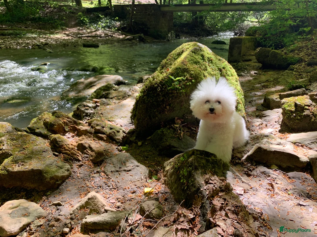 Galerij afbeelding {{count}}