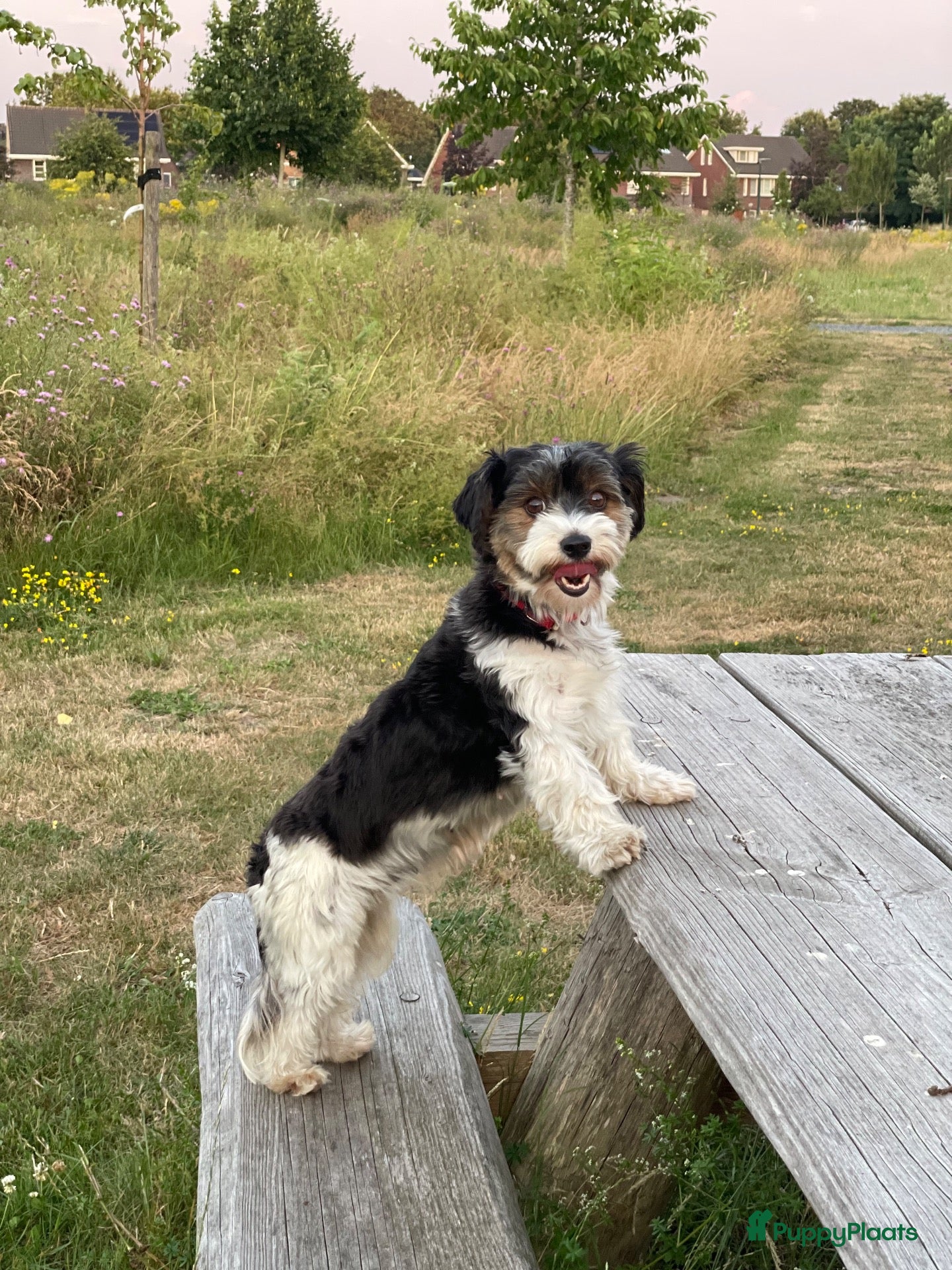Kruising honden te koop: Maltipoo black & tan  een zwart met witte bles - Advertentie 1