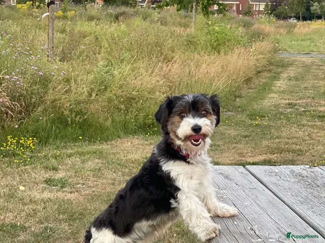 Kruising honden te koop: Maltipoo black & tan een zwart met witte bles - Advertentie 1