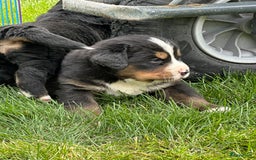 Kruising honden te koop: Berner Sennen x Zwitserse Sennen pups - Afbeelding 9