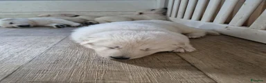 Zwitserse Witte Herdershond 3