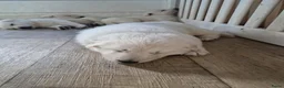 Zwitserse Witte Herdershond honden te koop: zwitserse witte herder pups - Advertentie 6