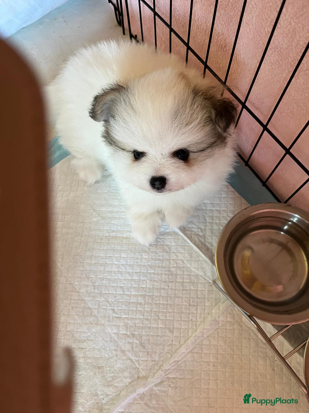 Pomchi honden te koop: Mooie pomchi pups - Afbeelding 6