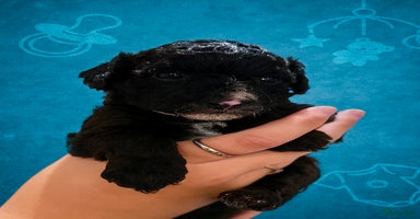 Maltipoo honden - Advertentie 15