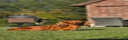 Teckel (langhaar) honden te koop: Teckel Niek -Black and Tan-dwerg-langhaar-stamboom - Advertentie 11