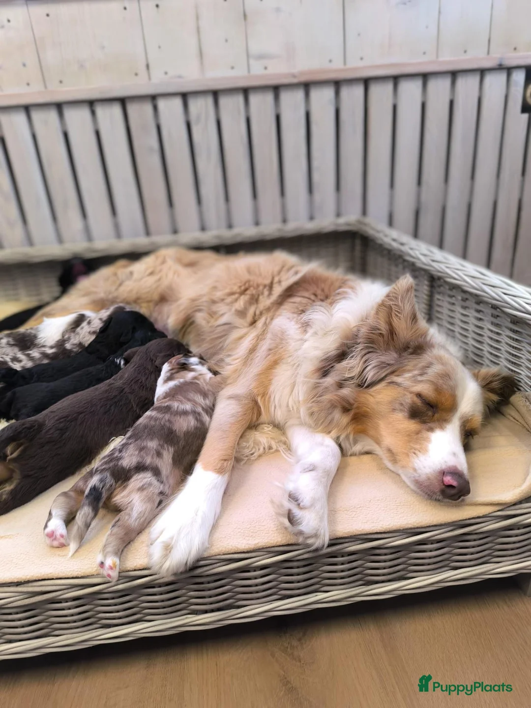 Aussiedoodle honden te koop: Mooie Aussidoodle pups 🥰 - Advertentie 2
