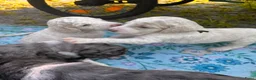 Poedel honden te koop: grote poedel pups - Advertentie 3