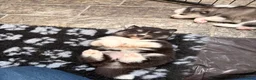 Pomsky honden te koop: Pomsky puppy’s F3 - Advertentie 20