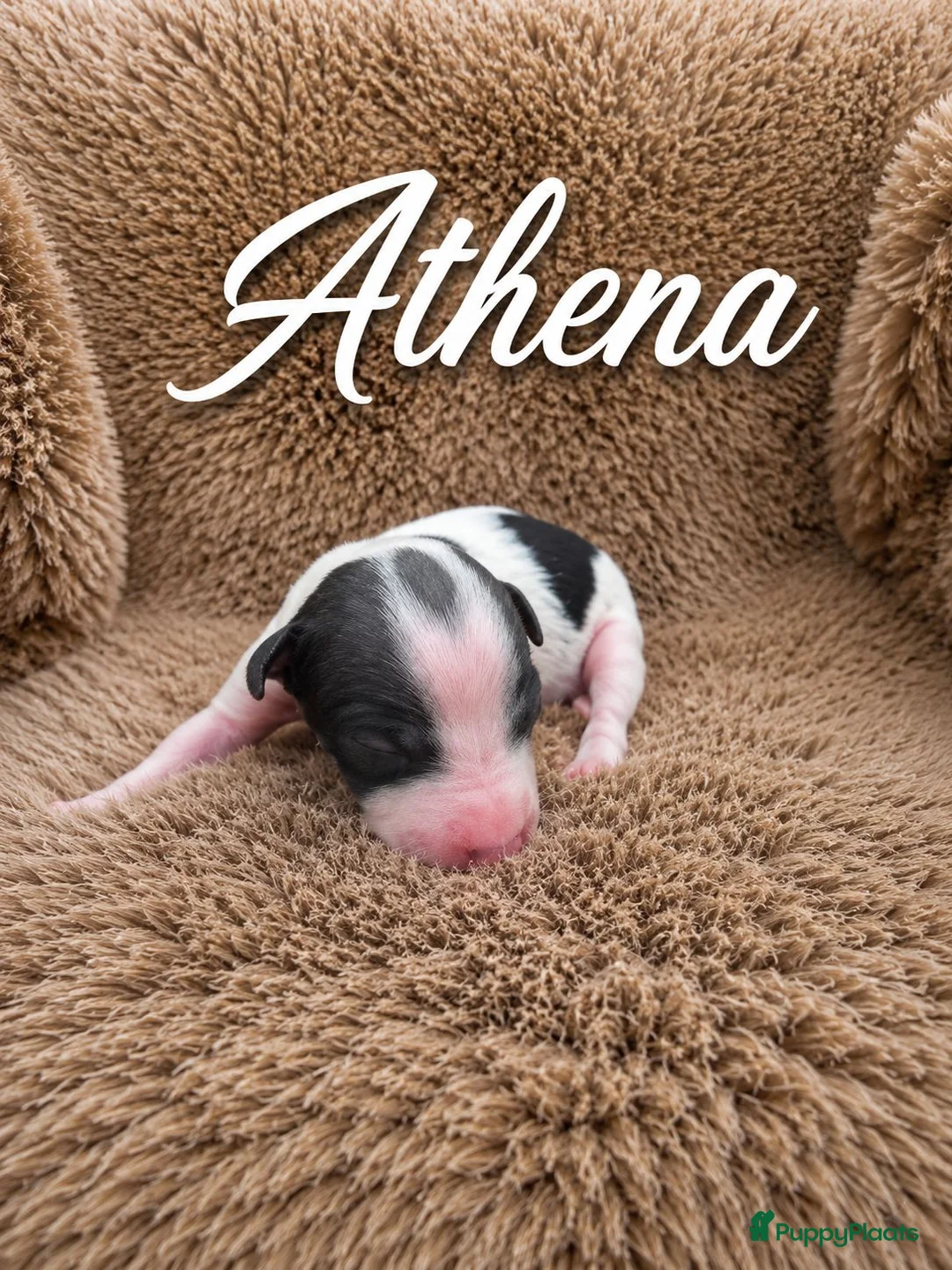 Amerikaanse Naakthond honden te koop: Prachtige Amerikaanse naakt hondjes in Schiedam - Advertentie 10