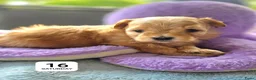 Havanezer honden te koop: Raszuivere Havanezer, met FCI stamboom - Advertentie 12