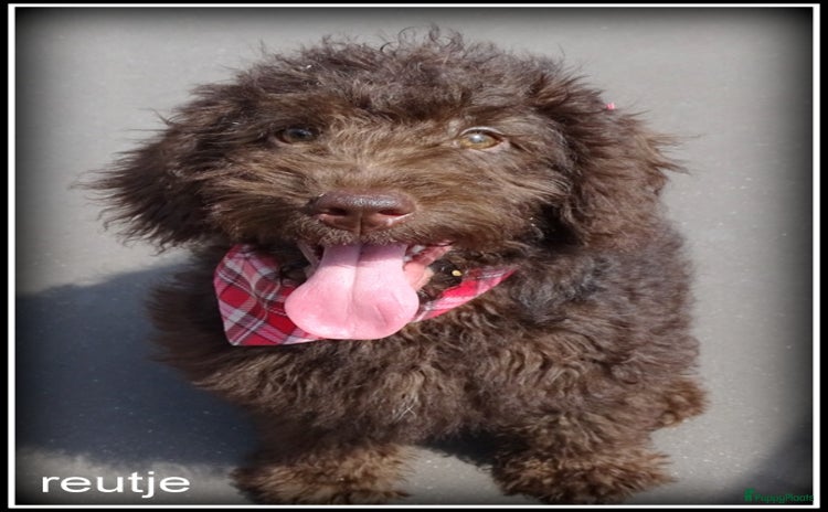 Kruising honden - Advertentie 1