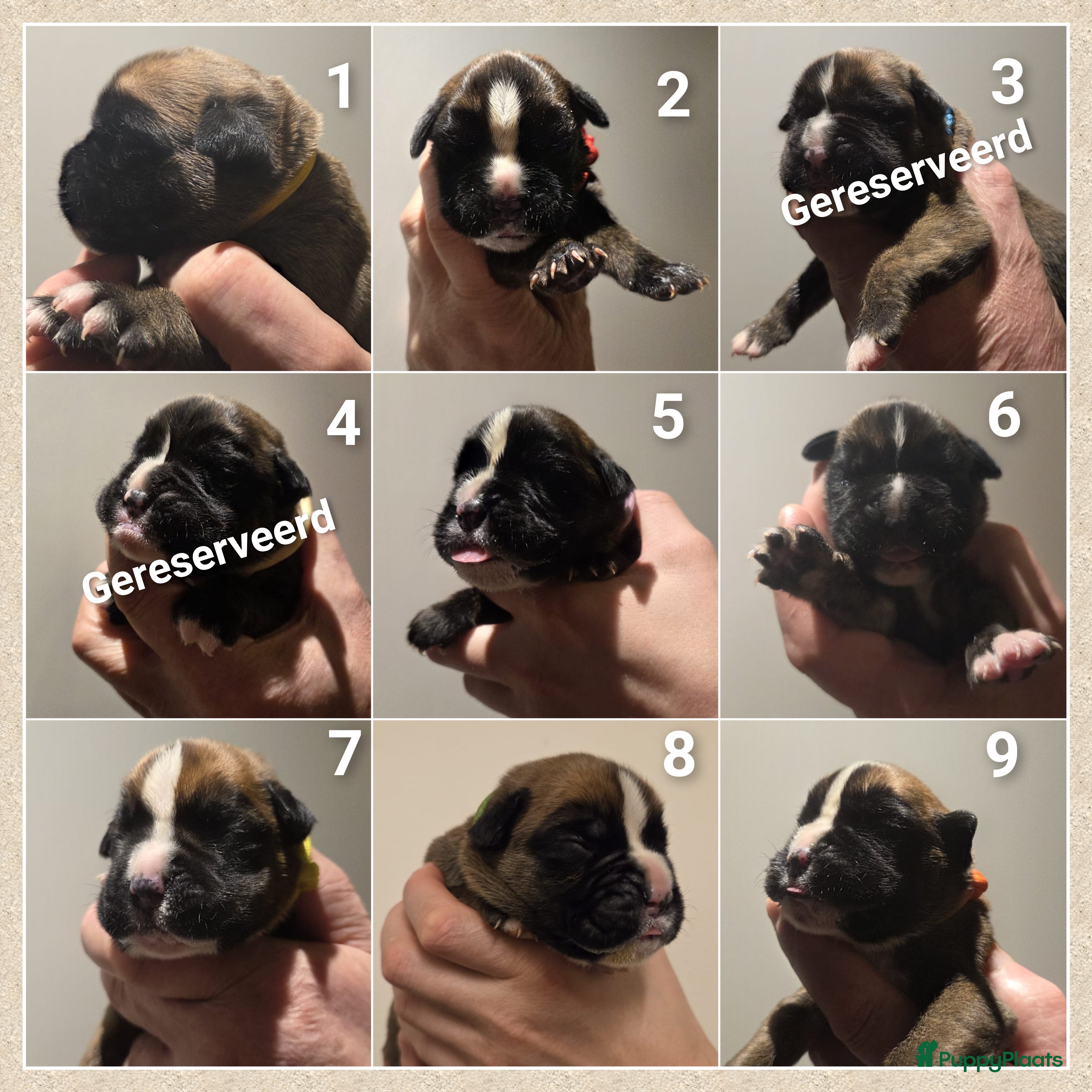 Boxer honden Schitterende Boxer pups geboren! - Advertentie 1