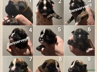 Boxer honden Schitterende Boxer pups geboren! - Advertentie 2
