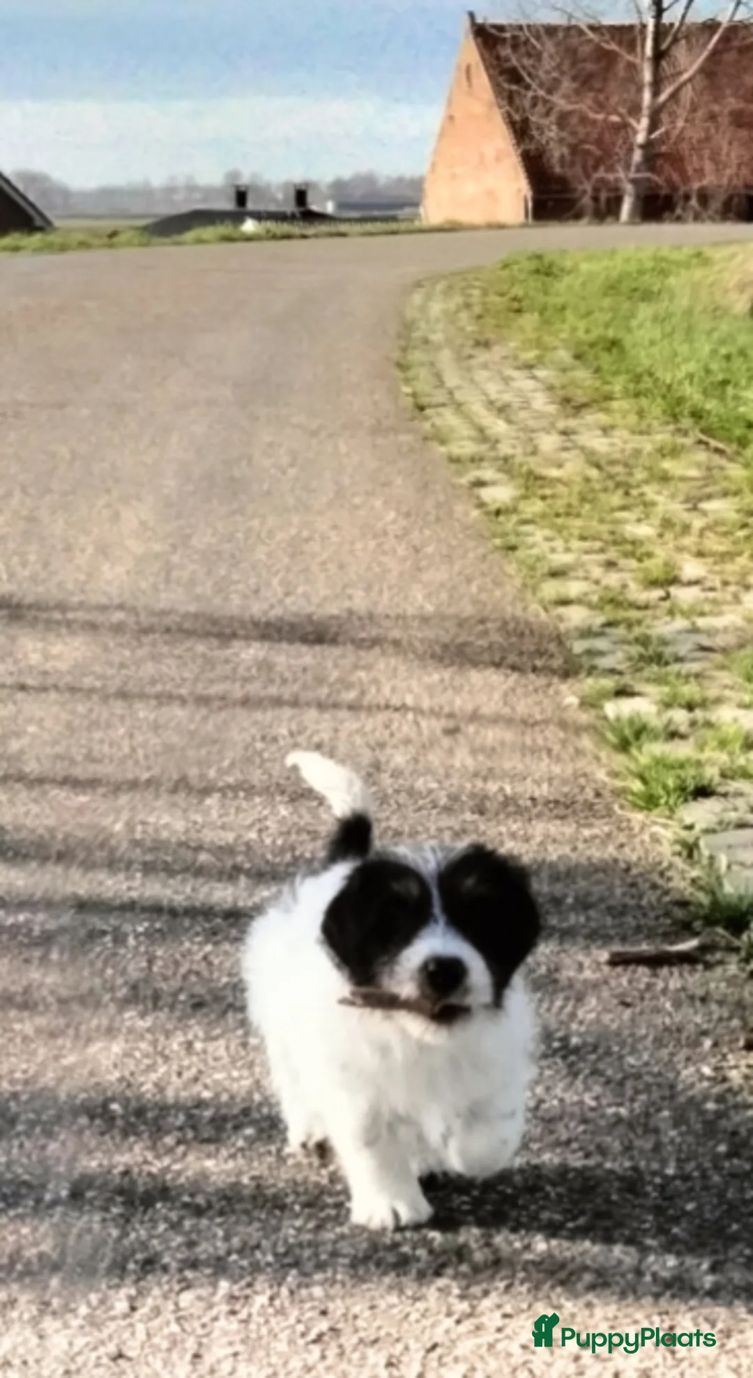 Jack Russel Terriër honden te koop: Jack Russell pup met stamboom - Advertentie 4