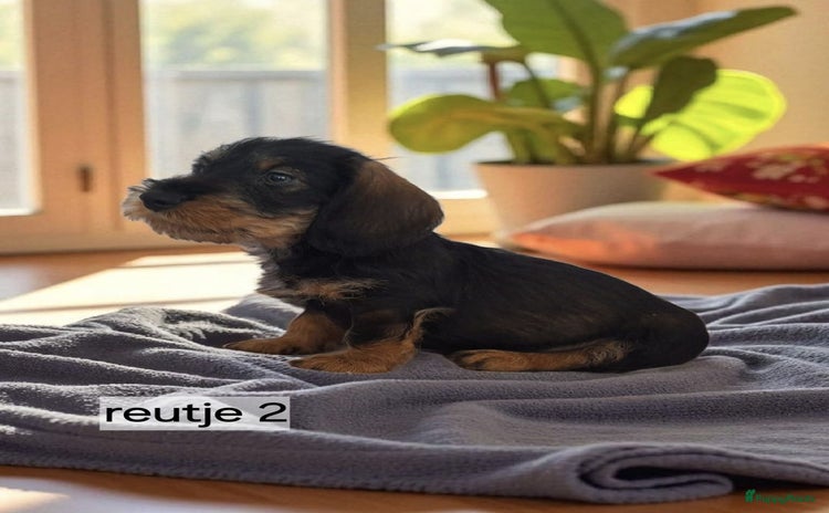 Ruwhaar Teckel honden - Advertentie 1