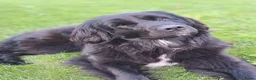 Kruising honden te koop: Prachtige Newfoundlander pups - Advertentie 5