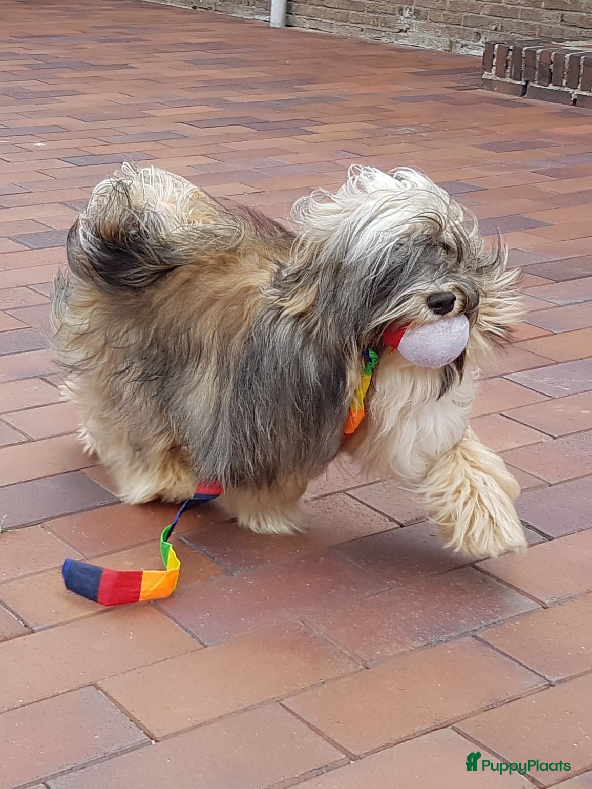 Havanezer honden Prachtige Havanezer pups verwacht - Advertentie 2