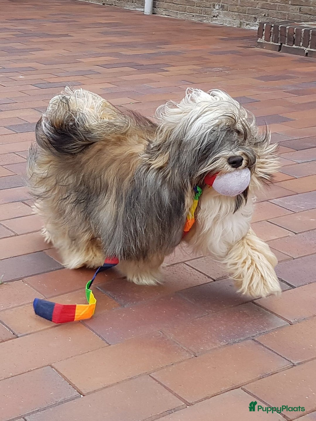 Havanezer honden te koop: Prachtige Havanezer pups verwacht - Advertentie 2