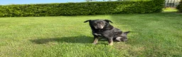 Labradoodle honden te koop: Doodle Pups - Advertentie 16