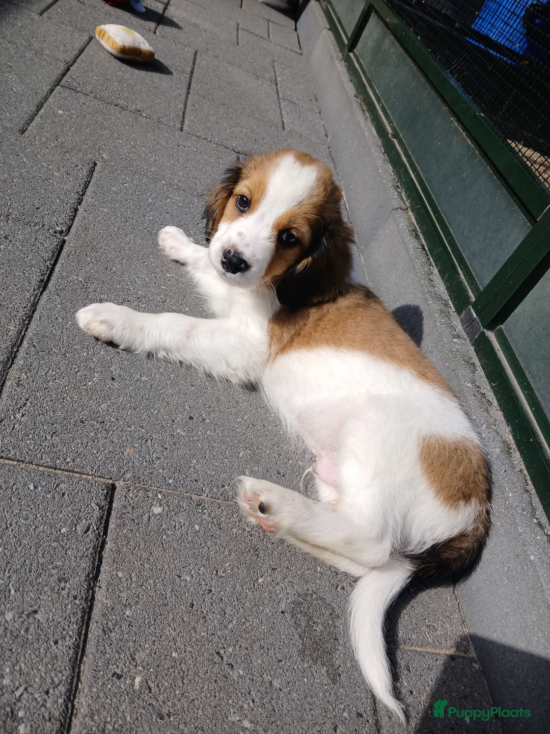 Kooikerhondje honden te koop: Wij hebben nog 3 ras zuivere kooiker reutjes  - Advertentie 1