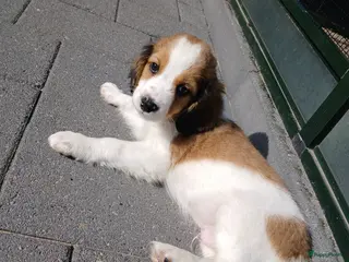Kooikerhondje honden Wij hebben nog 2 ras zuivere kooiker reutjes - Advertentie 2